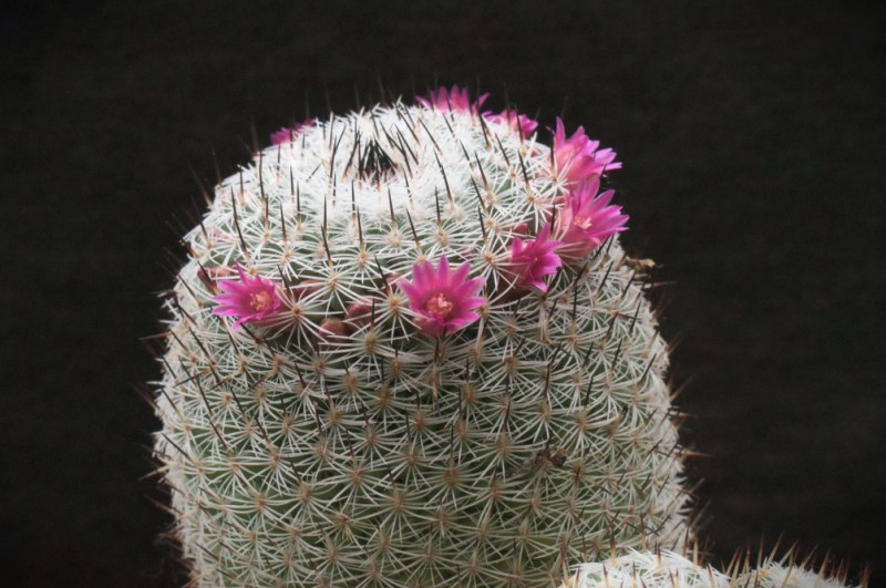 Mammillaria haageana ML 57