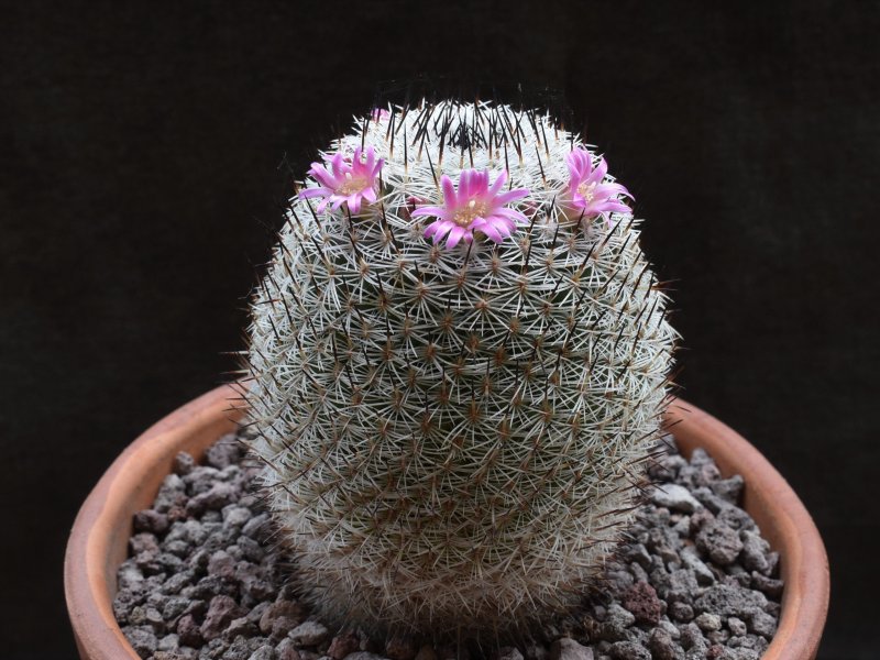 Mammillaria haageana ML 57