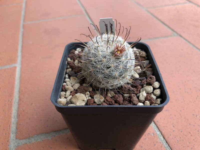 Mammillaria gasseriana 