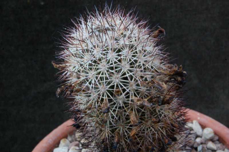 Mammillaria fraileana 