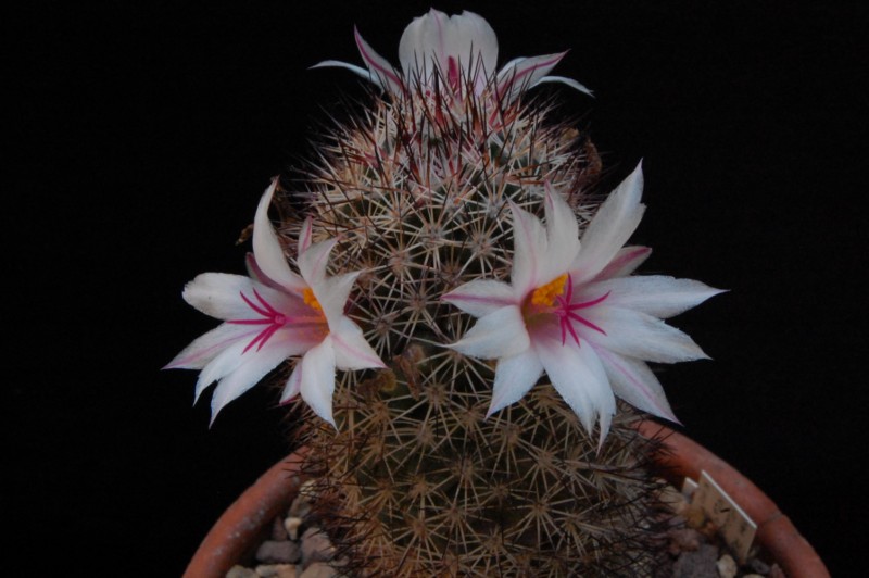 Mammillaria fraileana 