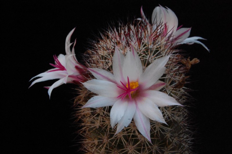 Mammillaria fraileana 