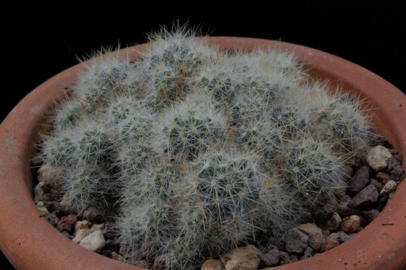 Mammillaria prolifera 