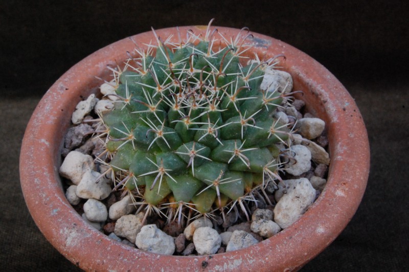 Mammillaria uncinata WH 7