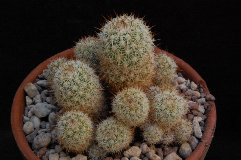 Mammillaria multidigitata LAU 99