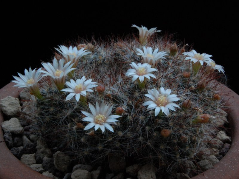 Mammillaria pubispina TL 424