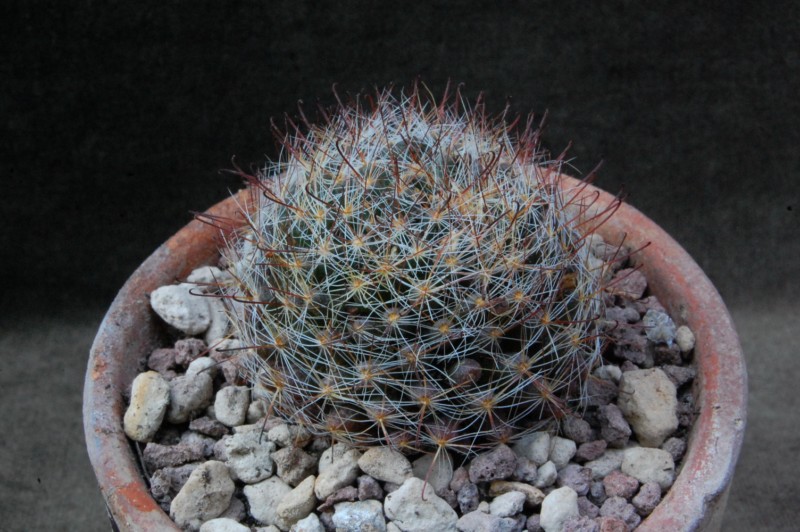 Mammillaria pubispina TL 424