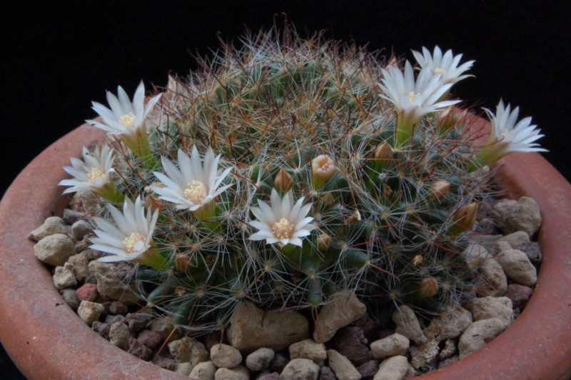 Mammillaria pubispina TL 424