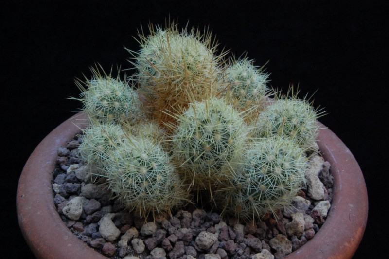 Mammillaria elongata ssp. echinaria WH 85