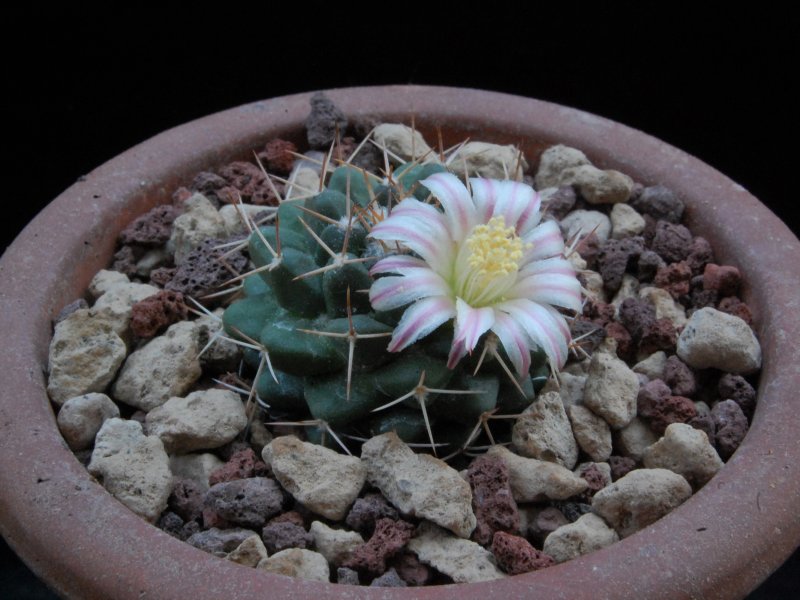 Mammillaria boelderliana REP 2207