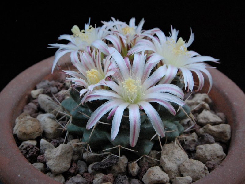 Mammillaria boelderliana REP 2207