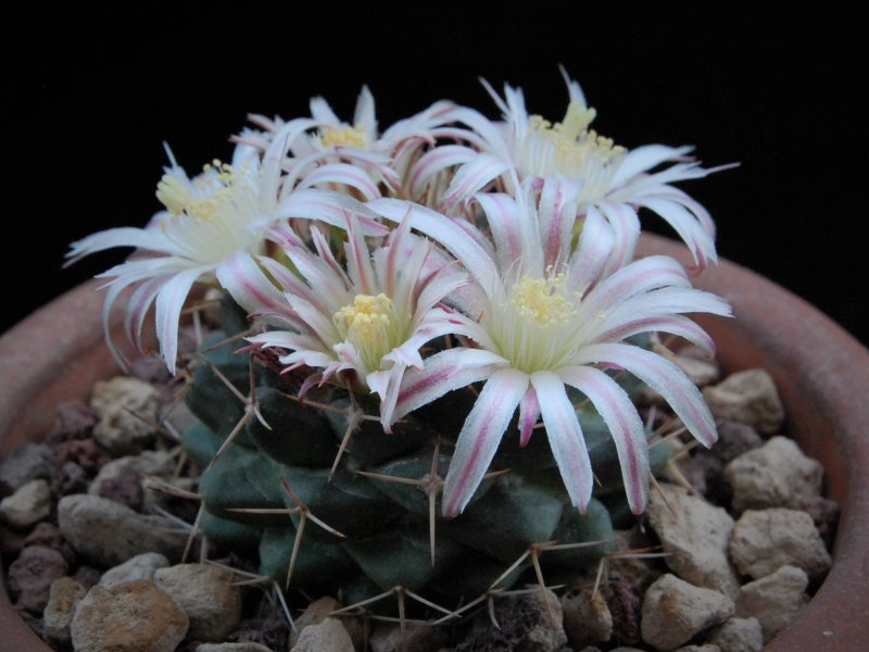 Mammillaria boelderliana REP 2207