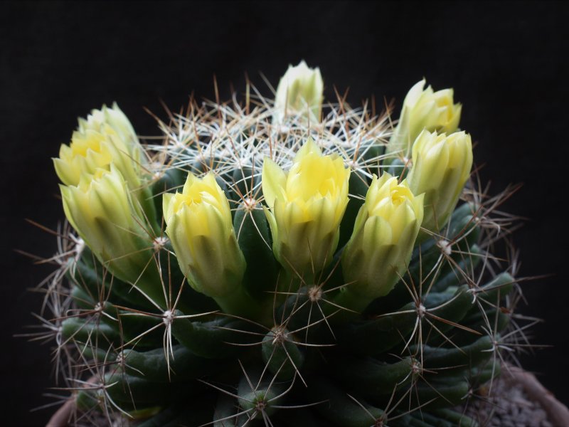 Mammillaria longimamma 