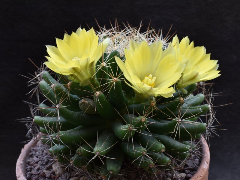 Mammillaria longimamma 