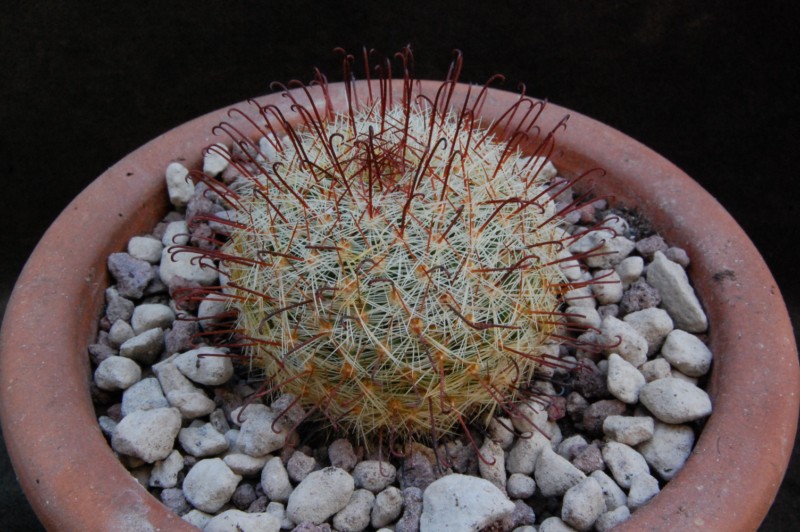 Mammillaria jaliscana WH 198