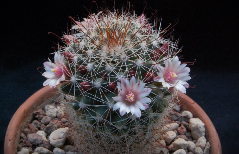 Mammillaria fittkaui TL 580