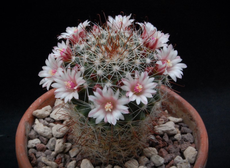 Mammillaria fittkaui TL 580