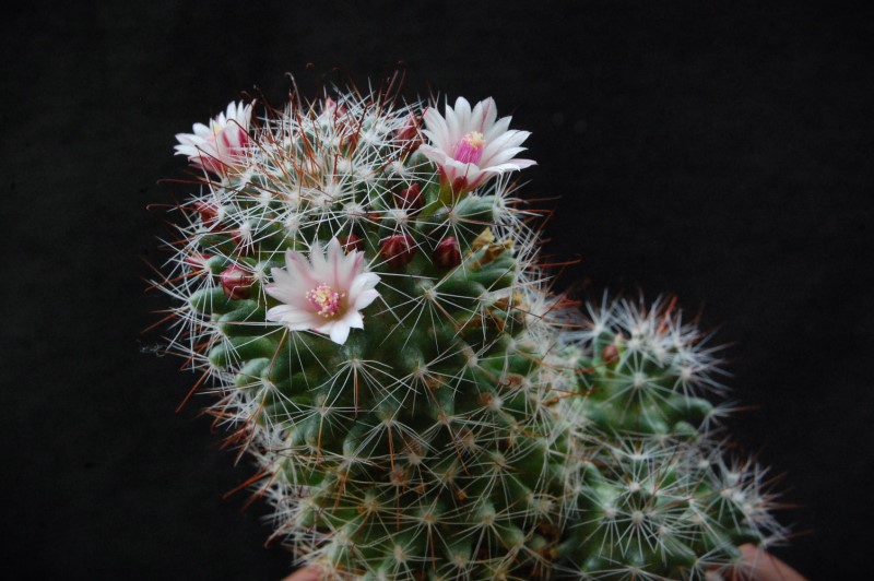 Mammillaria fittkaui TL 580