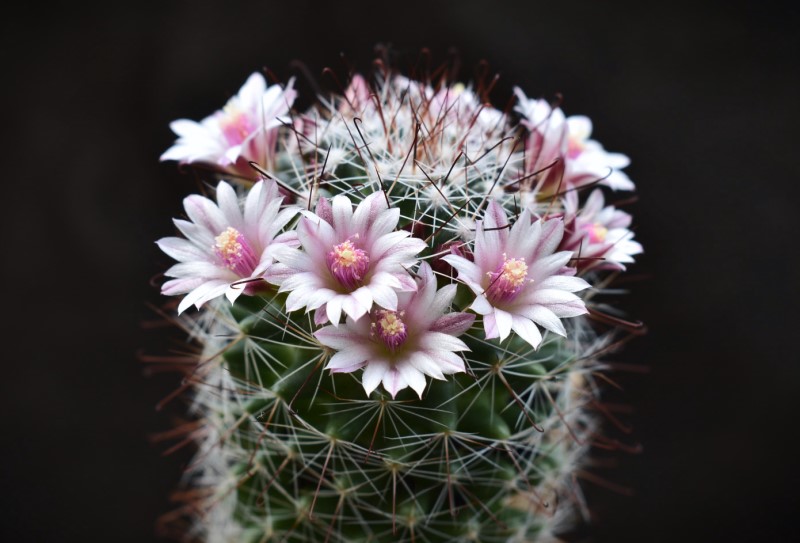 Mammillaria fittkaui TL 580