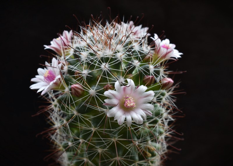 Mammillaria fittkaui TL 580