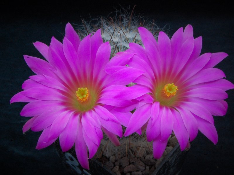 Mammillaria guelzowiana 