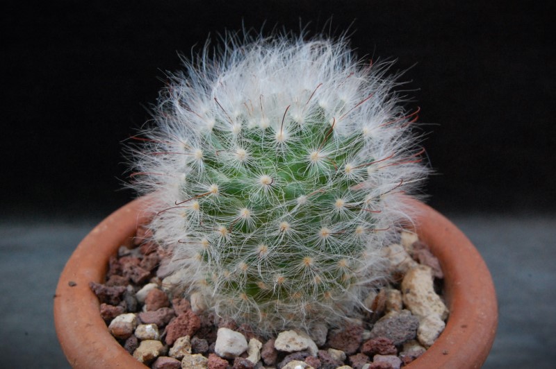 Mammillaria guelzowiana 