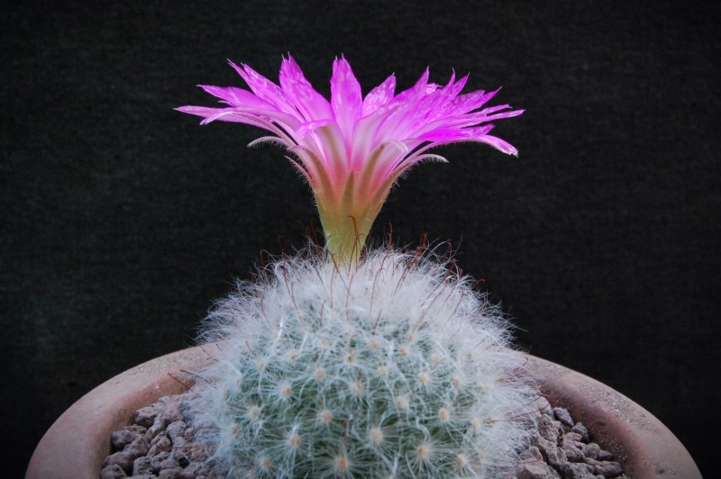 Mammillaria guelzowiana 