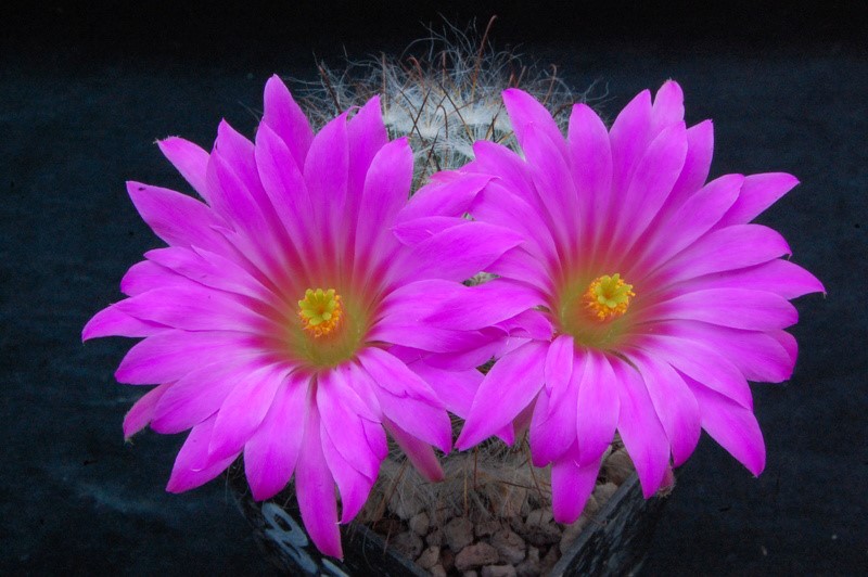 Mammillaria guelzowiana 