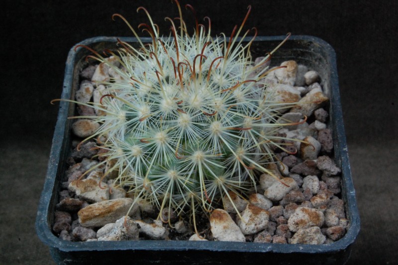 Mammillaria moelleriana CSD 277