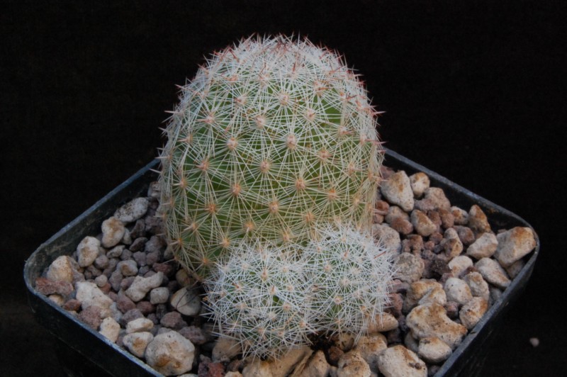 Mammillaria microcarpa WH 182