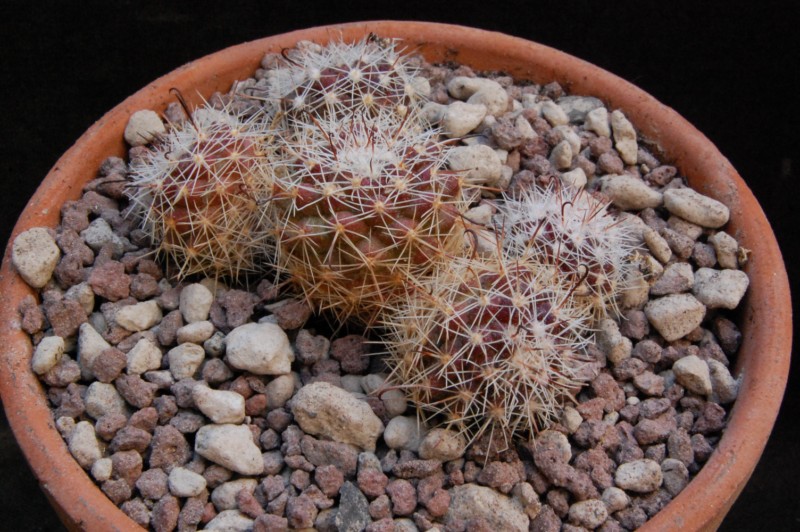 Mammillaria beneckei v. multiceps WH 140