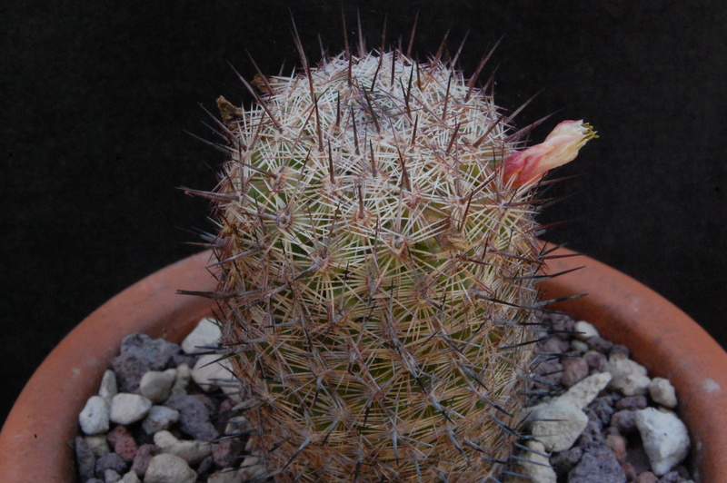 Mammillaria swinglei MBF 182