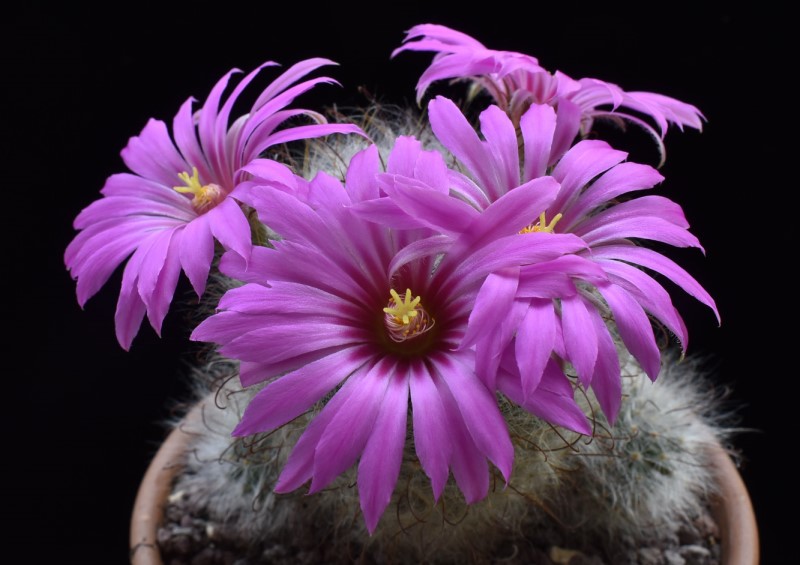 Mammillaria guelzowiana GM 928