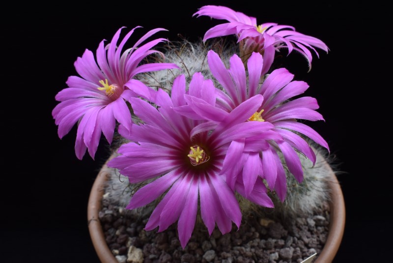 Mammillaria guelzowiana GM 928