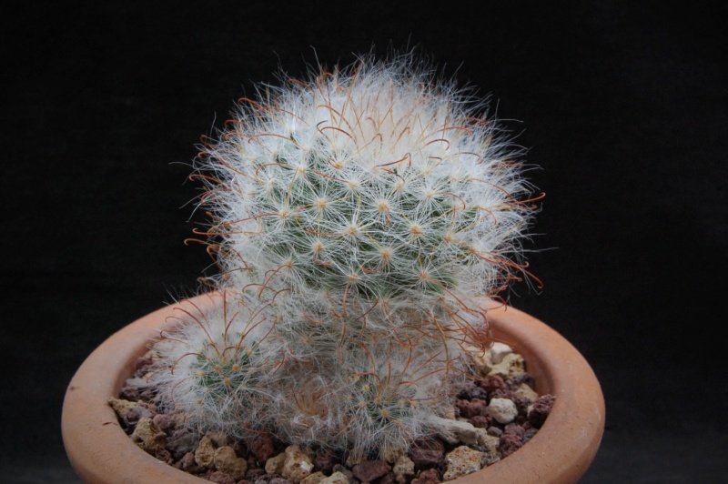 Mammillaria guelzowiana GM 928