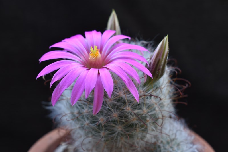 Mammillaria guelzowiana GM 928