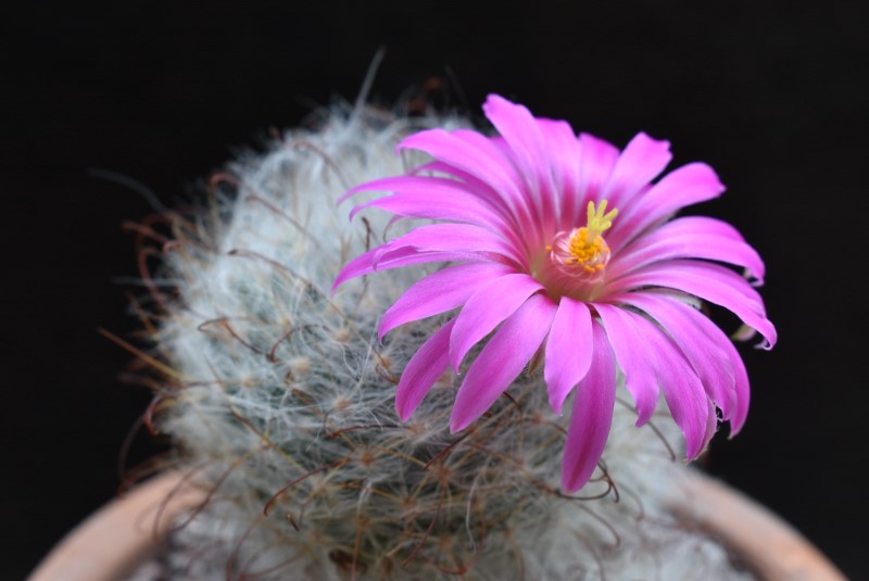 Mammillaria guelzowiana GM 928