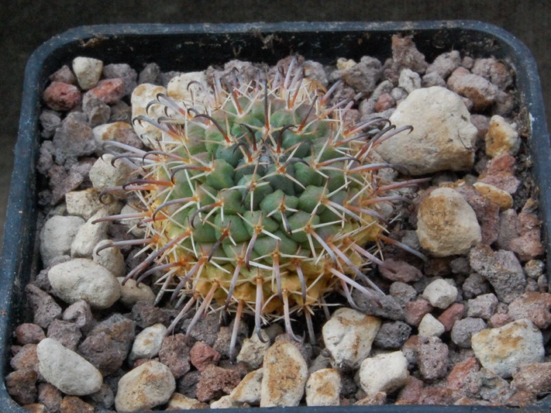 Mammillaria uncinata REP 1097a