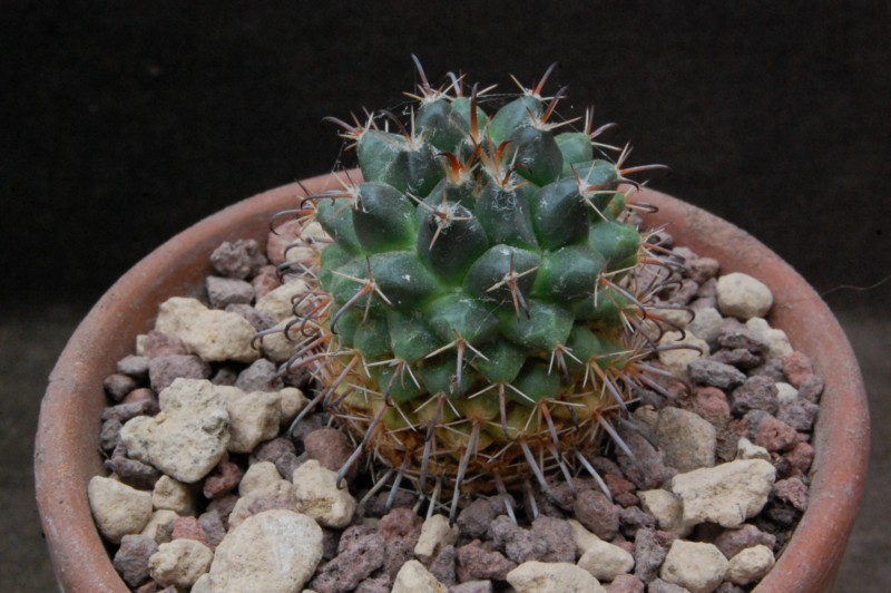 Mammillaria uncinata REP 1097a