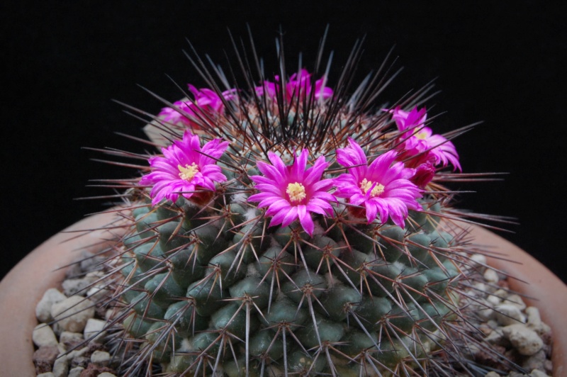 Mammillaria hertrichiana ESP 08/052