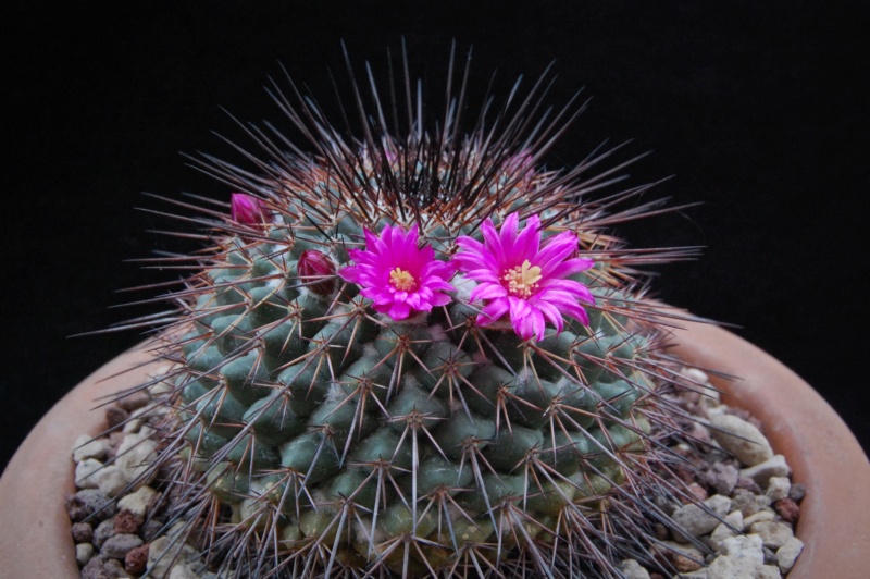 Mammillaria hertrichiana ESP 08/052