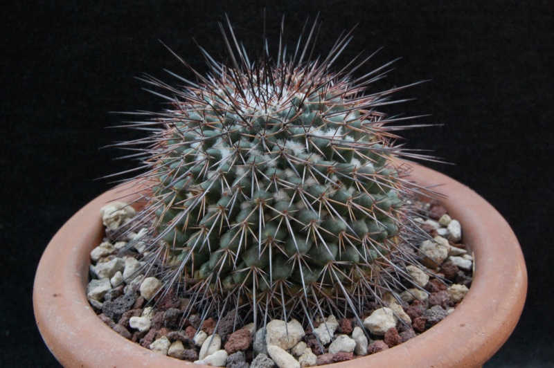 Mammillaria hertrichiana ESP 08/052