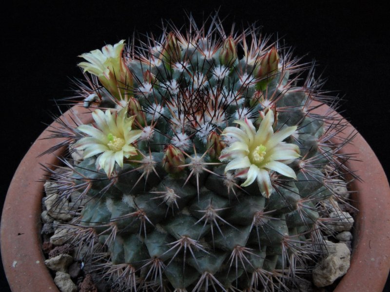 Mammillaria bocensis PN 341