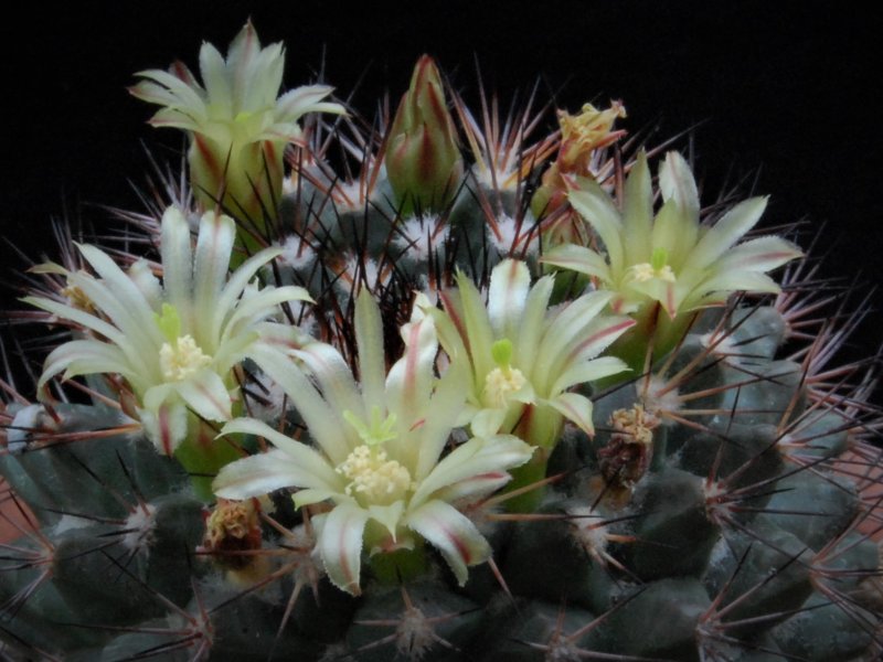 Mammillaria bocensis PN 341