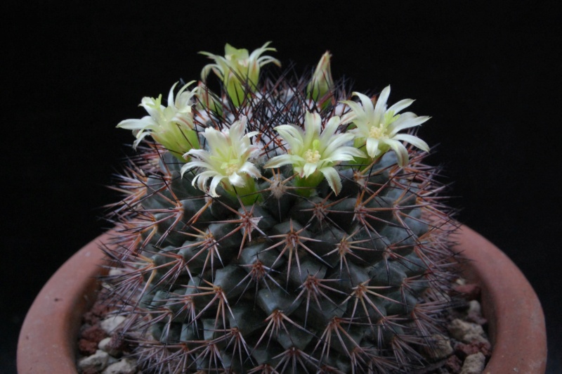 Mammillaria bocensis PN 341