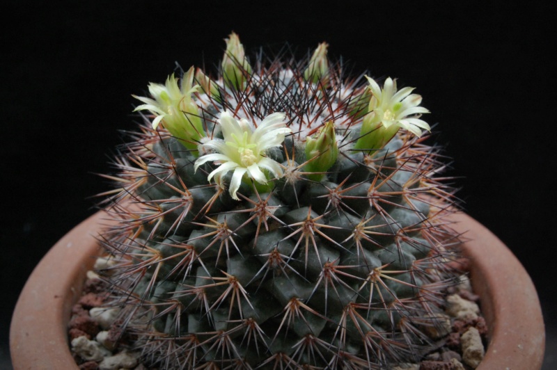 Mammillaria bocensis PN 341