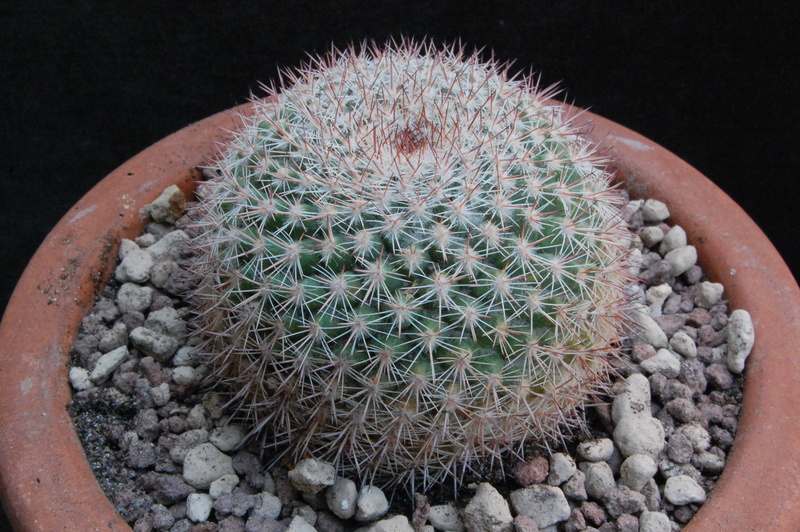 Mammillaria standleyi WK 461