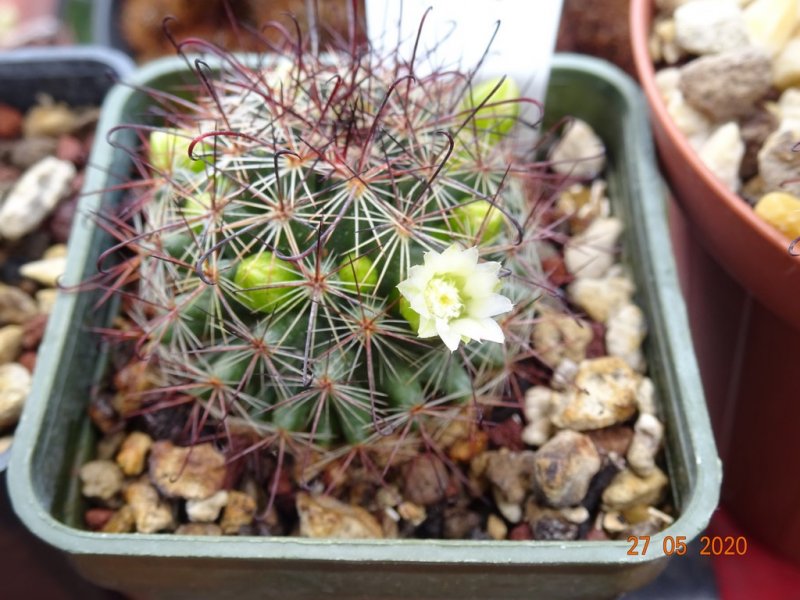 Mammillaria duoformis f. tenango del valle 