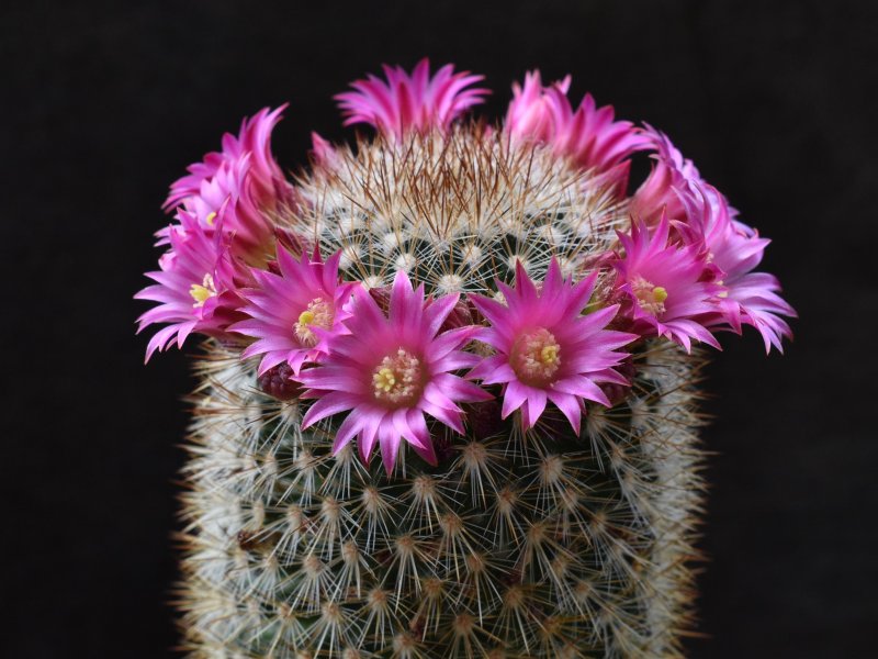 Mammillaria duoformis 