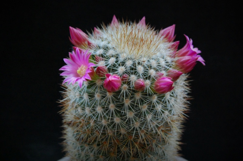 Mammillaria duoformis 